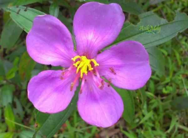 Heenbovitiya Flower Sri Lanka Ayurveda