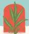 The Spice Island. Still picked by hand