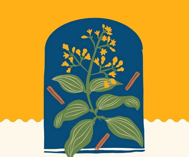 Goodfolks Ceylon Cinnamon · Alba, Sri Lanka